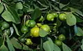 Yellow-fruited cherry guava, (sometimes called lemon guava)  Psidium littorale var. littorale