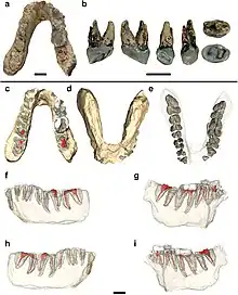 Holotype jaw and premolar