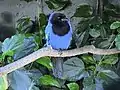 The azure jay (gralha azul) is the city bird