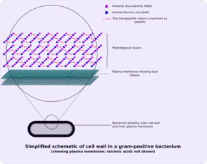 Gram-positive cell wall