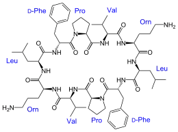 Structural formula of Gramicidin S