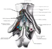 Diagram of the arteries of the vulva.