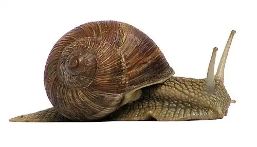 A Roman snail and its helical shell