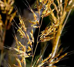 Gramineae (grasses), Taymyr lowlands 24,000–10,300 YBP, Yakutia 22,500 YBP, Alaska and the Yukon 15,000-11,500 YBP