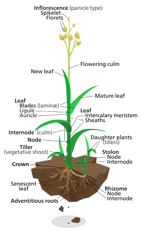 Diagram of a typical lawn grass plant