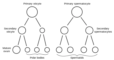 Scheme showing analogies in the process of maturation of the ovum and the development of the Genyo spermatids (young spermatozoa)