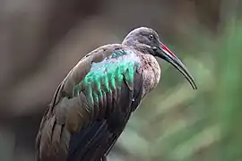 Hadada ibis (Bostrychia hagedash).