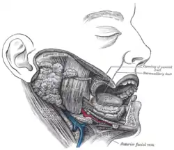 Imaging showing the sublingual glands and surrounding structures.