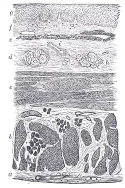 Section of the human esophagus. Moderately magnified.