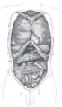 Front view of the thoracic and abdominal viscera.a. Median plane.b. Lateral planes.c. Trans tubercular plane.d. Subcostal plane.e. Transpyloric plane.