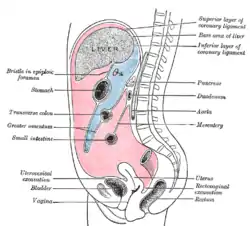 Vertical disposition of the peritoneum. Main cavity, red; omental bursa, blue. (Bristle in omental foramen labeled at upper left.)