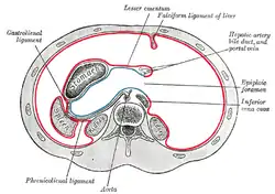 Cross-section showing folds of peritoneum in the upper abdomen