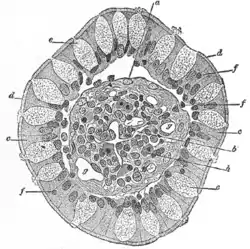 Transverse section of a villus, from the human intestine. X 350.a. Basement membrane, here somewhat shrunken away from the epithelium.b. Lacteal.c. Columnar epithelium.d. Its striated border.e. Goblet cells.f. Leucocytes in epithelium.f’. Leucocytes below epbithelium.g. Blood vessels.h. Muscle cells cut across.