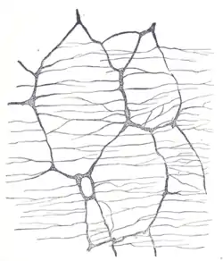 The myenteric plexus of a rabbit. X 50.