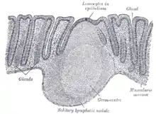 Section of mucous membrane of human rectum.  X 60.