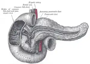 The pancreatic duct.