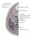 Transverse section of human embryo eight and a half to nine weeks old.