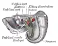 Tail end of human embryo twenty-five to twenty-nine days old.