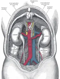 The relations of the viscera and large vessels of the abdomen.