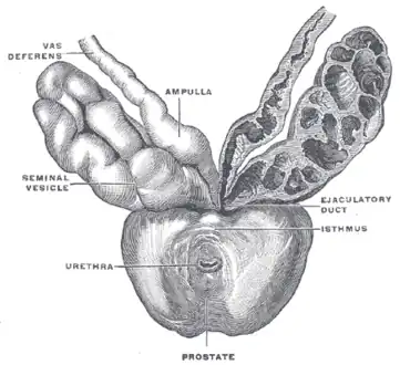 Prostate with seminal vesicles and seminal ducts, viewed from in front and above