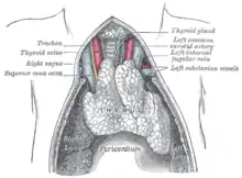 A juvenile thymus shrinks with age.