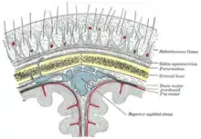 Diagrammatic section of head.