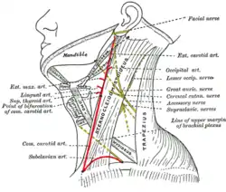 Side of the neck, with accessory nerve seen between the sternocleidomastoid and trapezius muscles