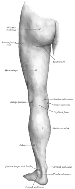 Back of left lower extremity.