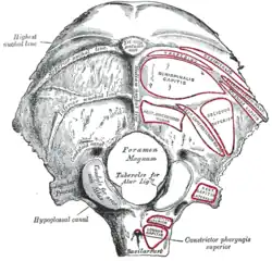 Occipital bone. Outer surface. Muscle attachments are shown as red circles.