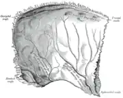 Left parietal bone. Inner surface.