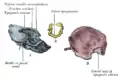 1. Outer surface of petromastoid part. 2. Outer surface of tympanic ring. 3. Inner surface of squama.