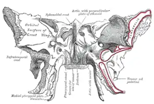 Sphenoid bone. Anterior and inferior surfaces.