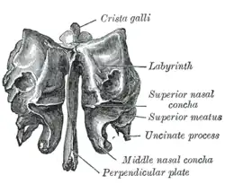 Ethmoid bone (view from behind).