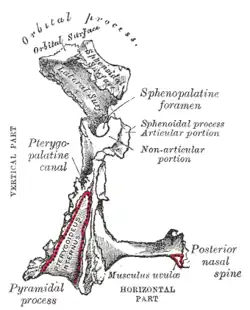 Posterior aspect of left palatine bone.