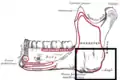 Mandible. Outer surface. Side view. (Angle labeled at bottom right.)