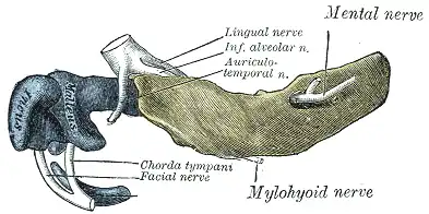 Mandible of human embryo 24 mm. long. Outer aspect.