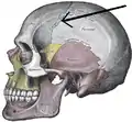 Side view of the skull. ('Coronal suture' indicated by the arrow.)