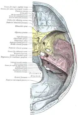 Base of the skull. Upper surface