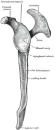 Left scapula.Lateral view.