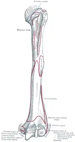 Left humerus. Anterior view.