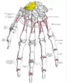 Scaphoid shown in yellow. Left hand. Dorsal surface.