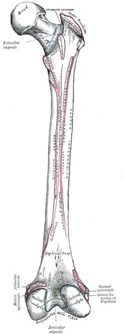 Right femur. Posterior surface.