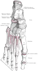 Bones of the right foot, dorsal surface.