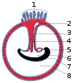 Diagram illustrating a later stage in the development of the umbilical cord.1 Placental villi2 Yolk-sac3 Umbilical cord4 Allantois5 Heart6 Digestive tube7 Embryo8 Amniotic cavity