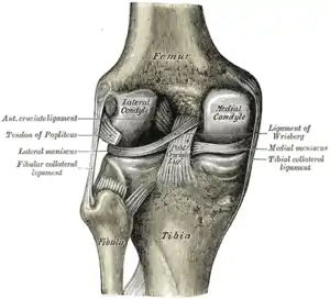 Left knee joint from behind, showing interior ligaments