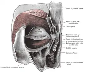 Left orbicularis oculi, seen from behind.