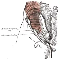 The abdominal inguinal ring