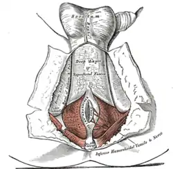 The perineum. The integument and superficial layer of superficial fascia reflected.