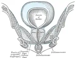 Coronal section of anterior part of the male pelvis, through the pubic arch. Seen from in front.