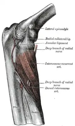 The supinator muscle